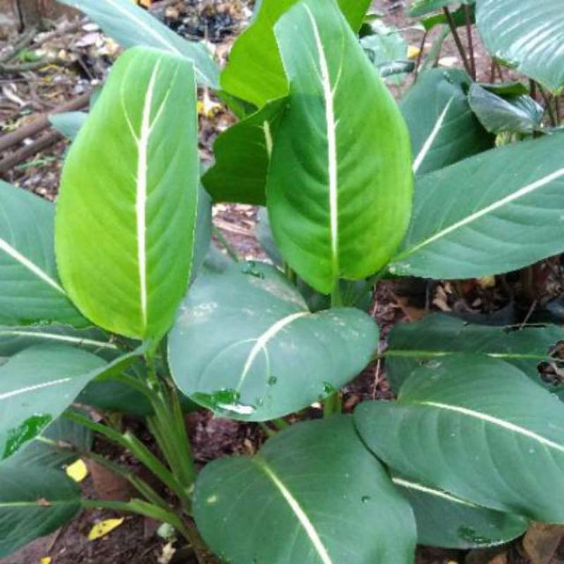 aglonema garis putih