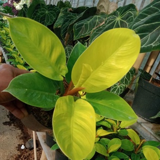 Tanaman Hias Phillo Lemon