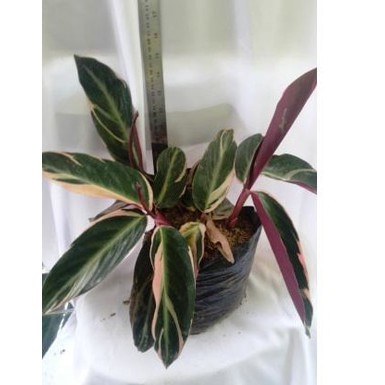 BIBIT CALATHEA MERAH