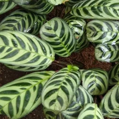 calathea merak