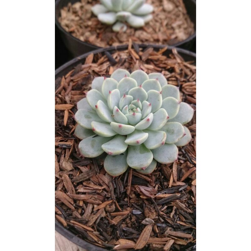 sekulen cantik minima