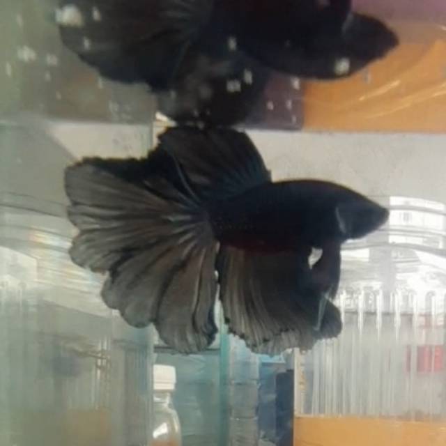 halfmoon hitam black rose