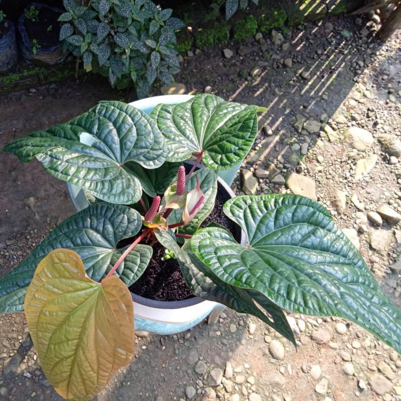 anthurium sirih