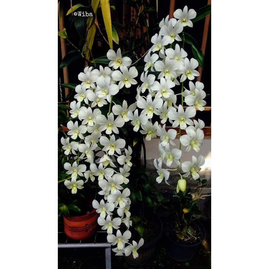 anggrek dendrobium savin white