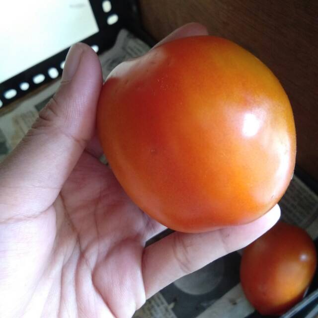 Tomat  1 kg