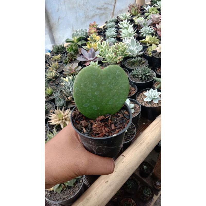 Hoya love