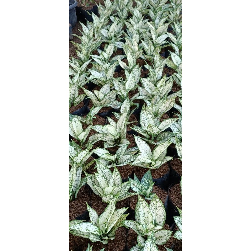 Aglonema Snow White