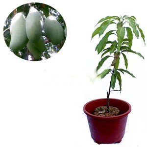 MANGGA OKYONG