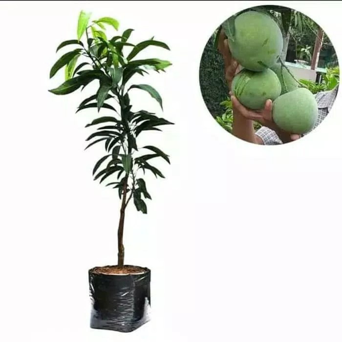 Bibit Mangga Kelapa (BISA COD)