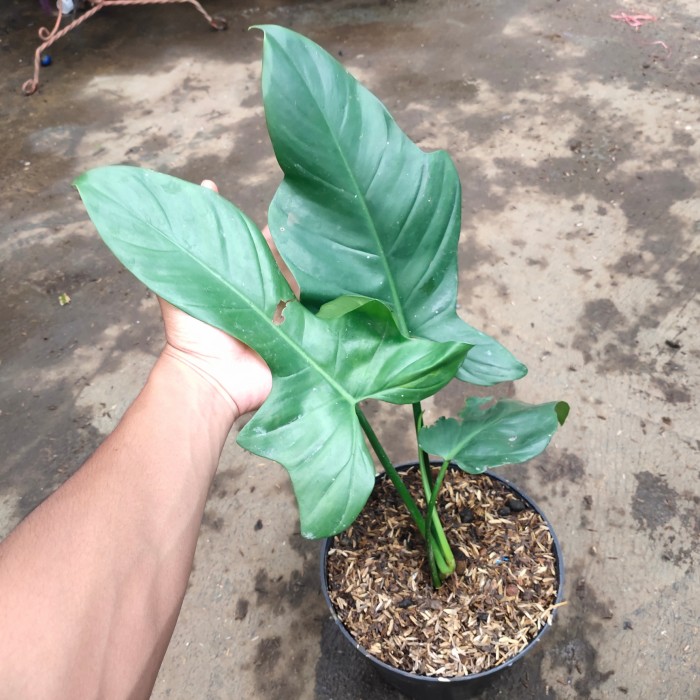 philodendron violin murah