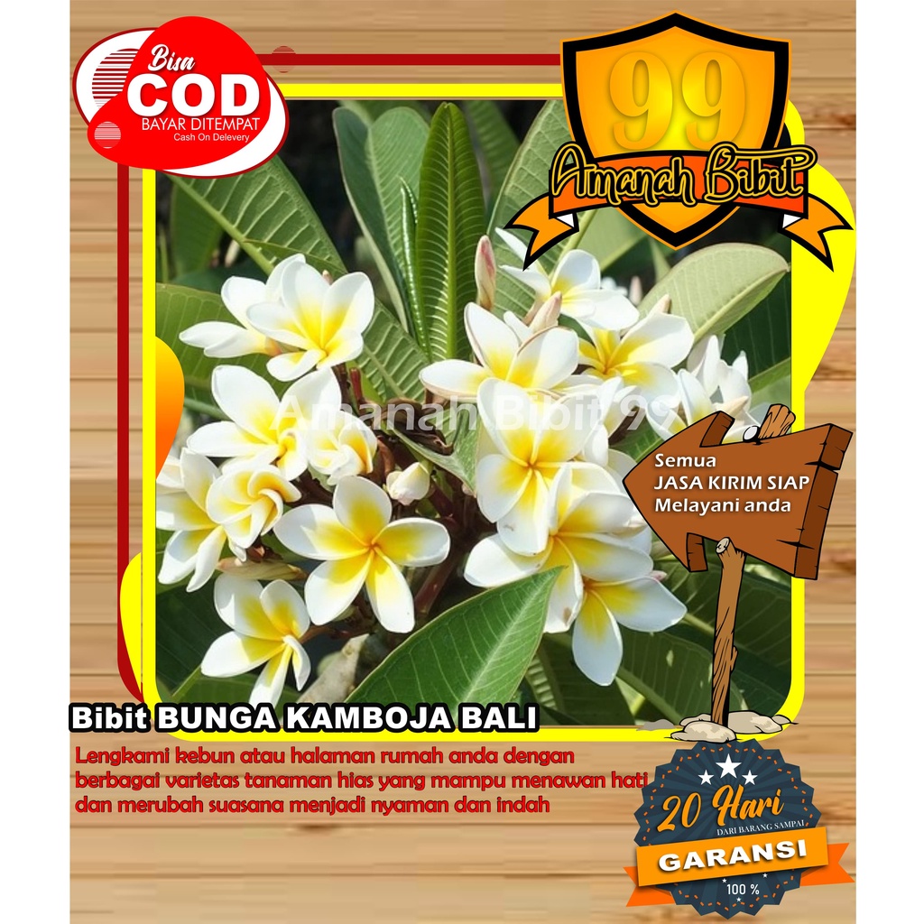 Bibit Bunga Kamboja Bali