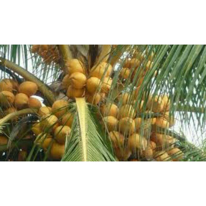 BIBIT POHON KELAPA GADING