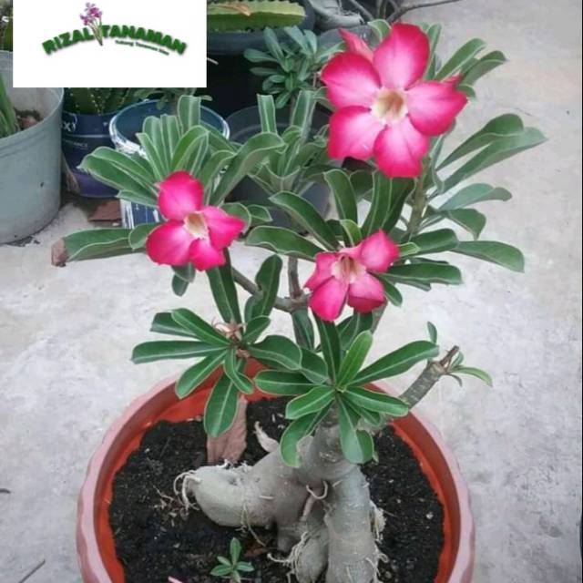 Adenium bulan