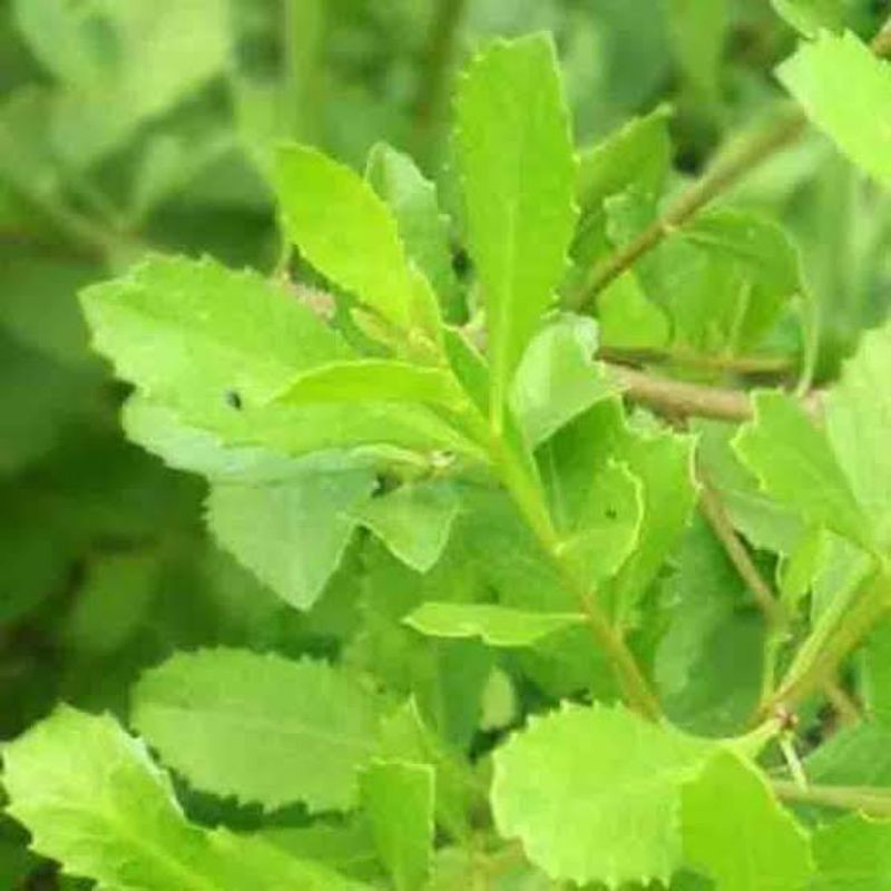 Daun luntas/ beluntas 500 pcs
