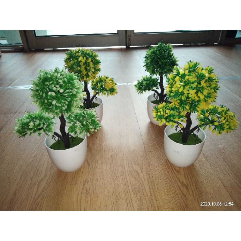 bonsai beringin