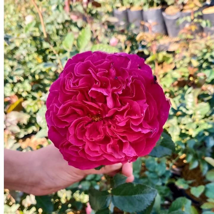 BUNGA MAWAR IMPORT KATE ROSE