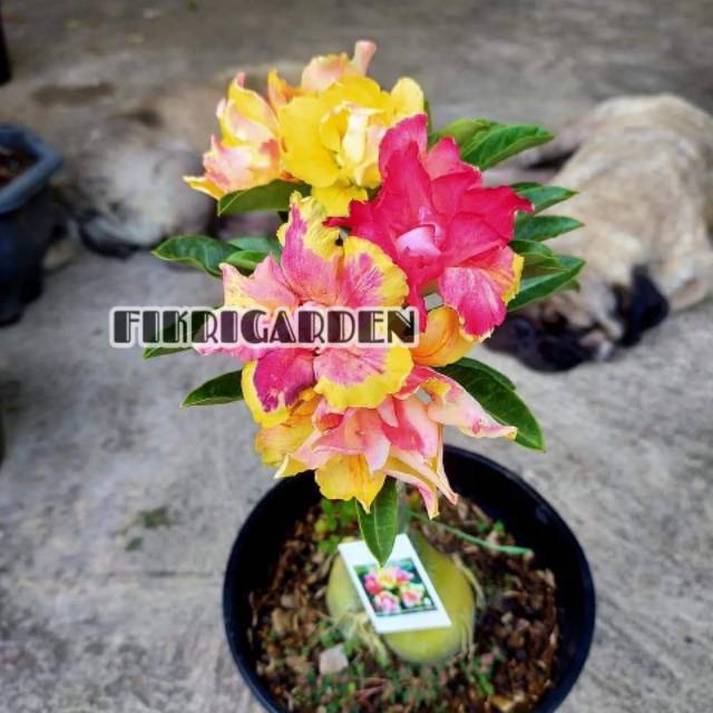 Adenium Grafting "Crisantenum Terrace"