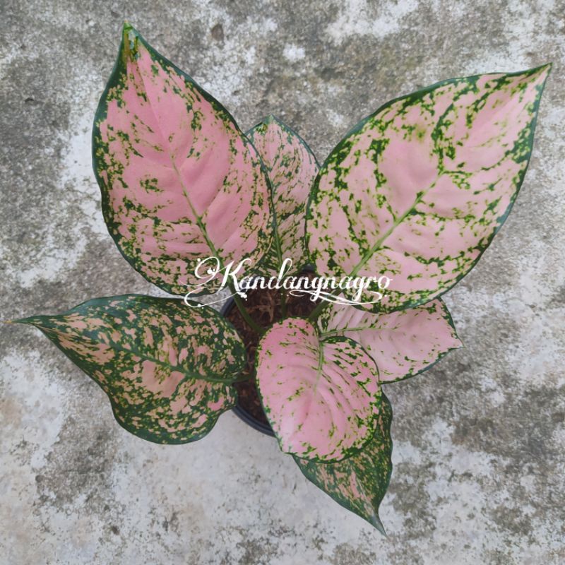 Aglonema Ruby Pink