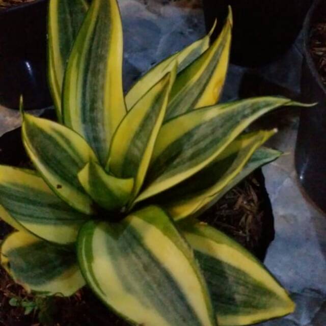 Bunga sensivera