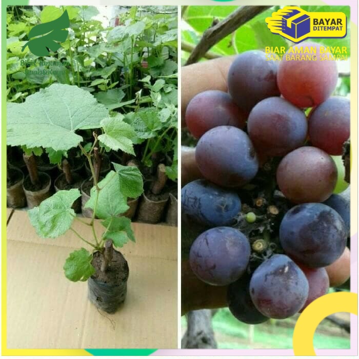 bibit anggur red isabella import
