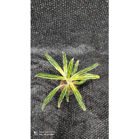 aglaonema bambo dewasa