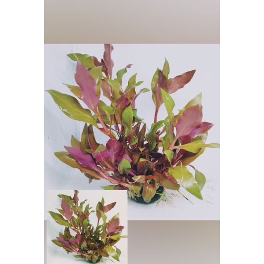 renikmini tanaman aquascape