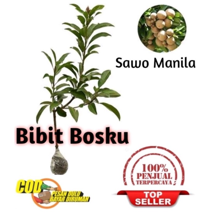 Bibit Sawo Manila (Asli)