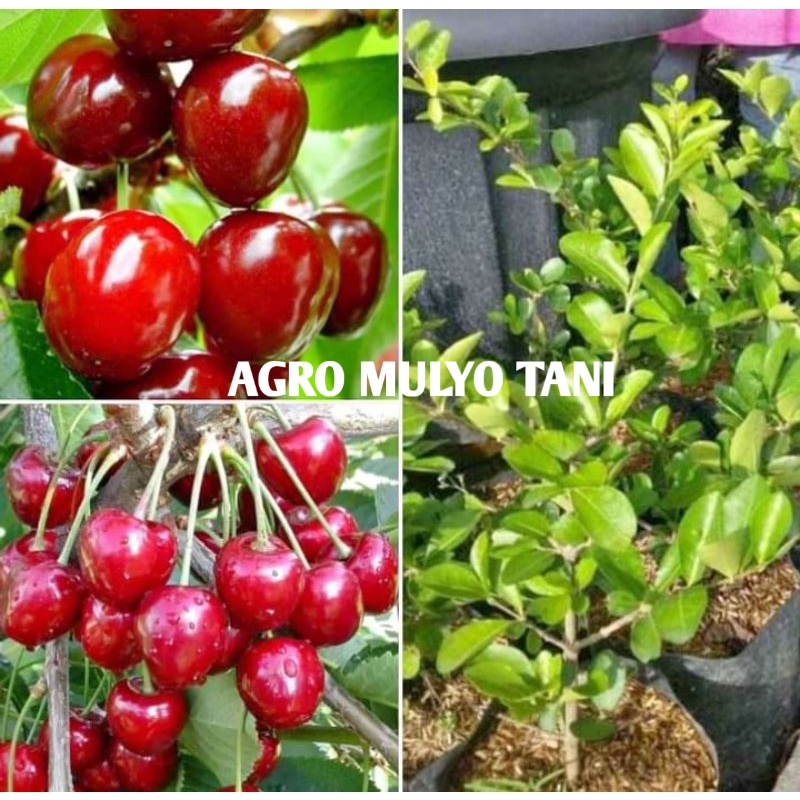 BIBIT CHERRY VIETNAM SUPER