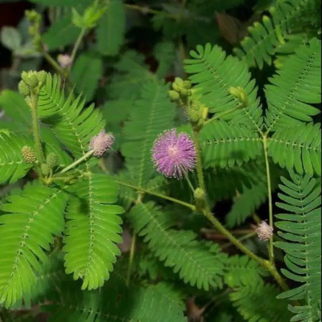 daun putri malu 100 gram