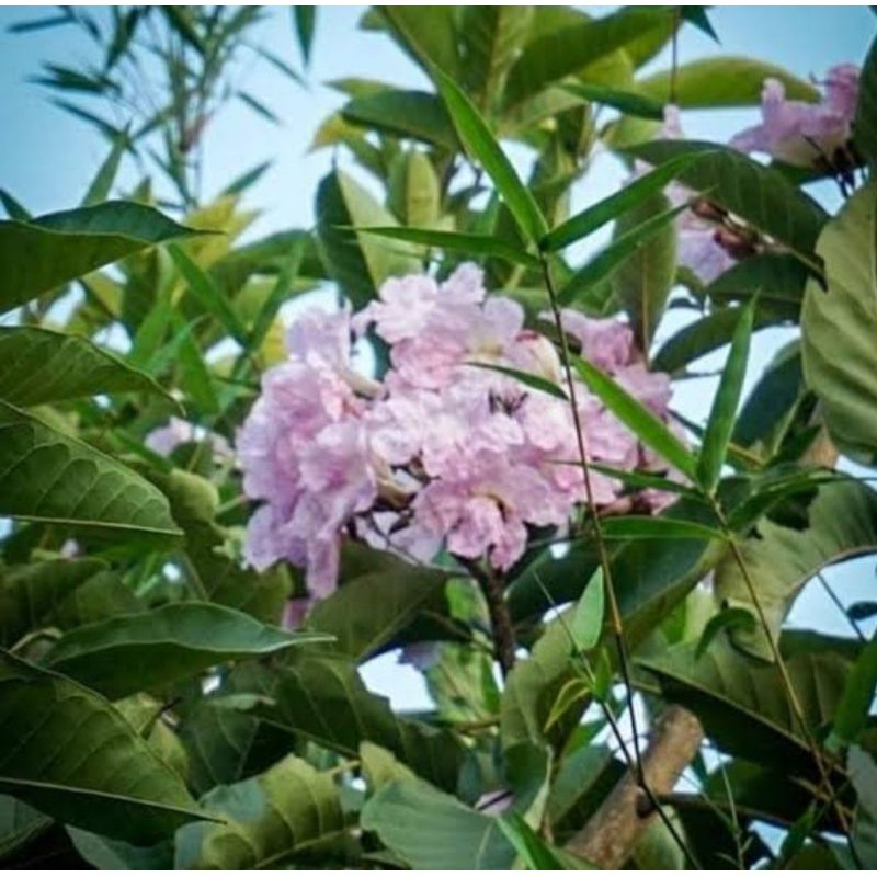 bunga tabubeya pink