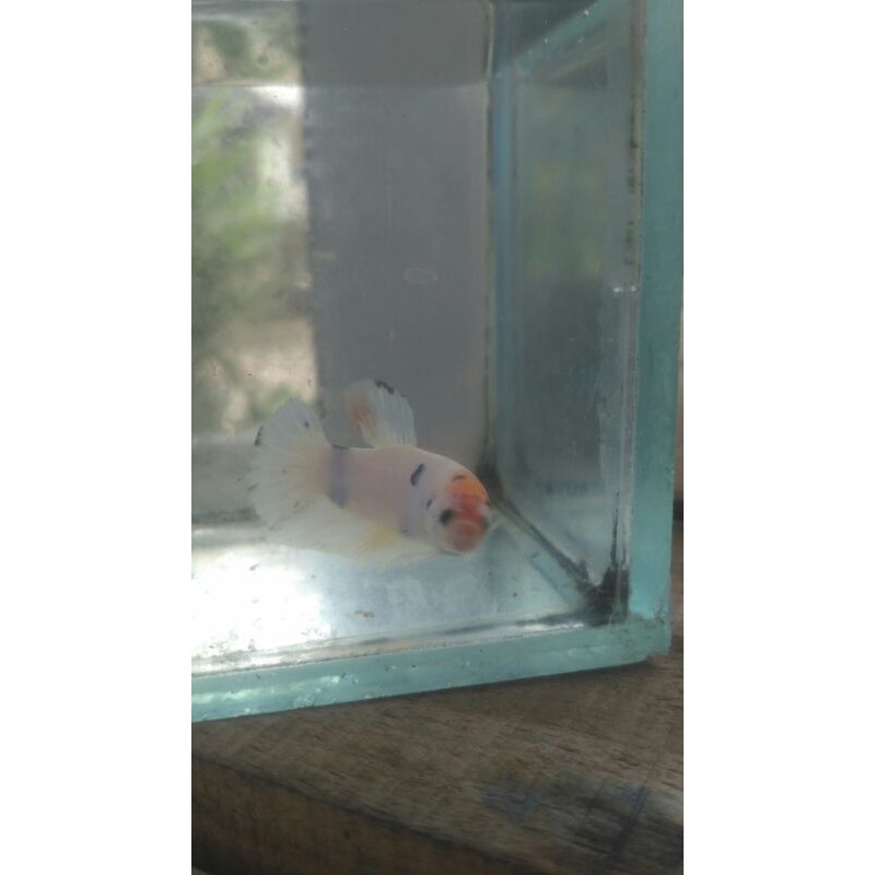 cupang marbel,koi