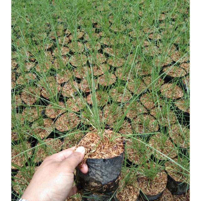 Tanaman rumput kuda