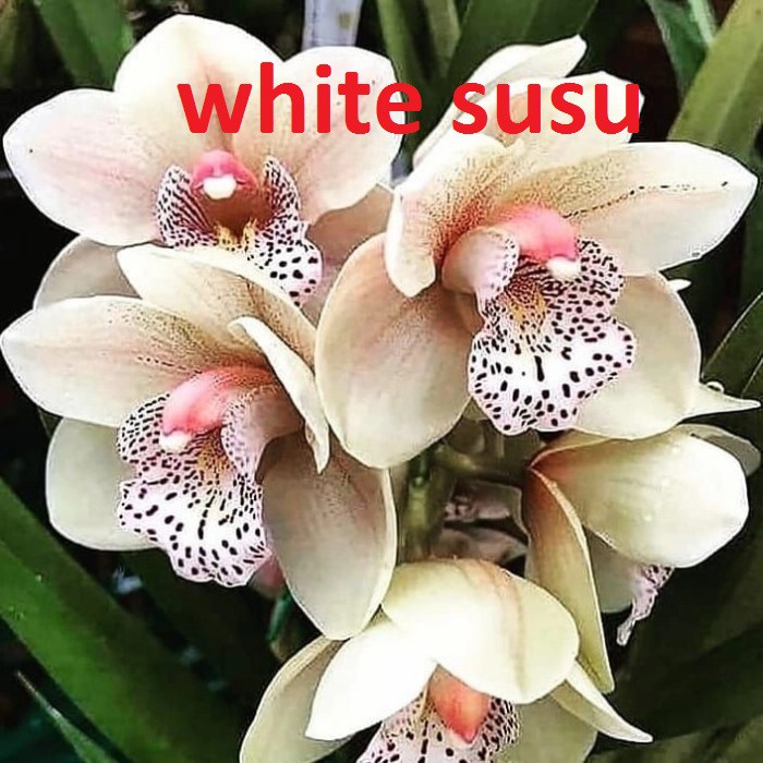 bibit dendro white susu