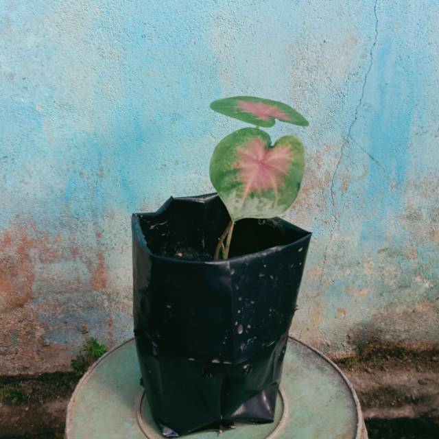 Tanaman Hias
