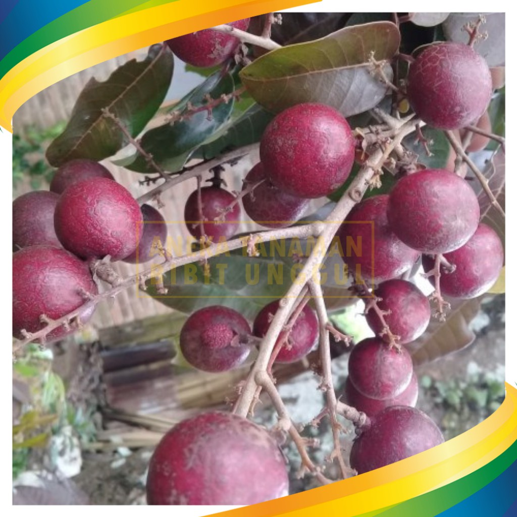 Bibit Tanaman Kelengkeng Merah (Ruby Longan)