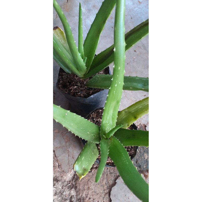 aloevera/lidah buaya