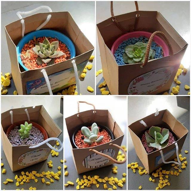 Souvenir Succulent Cantik