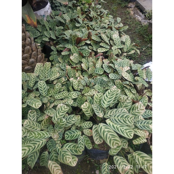 Maranta Macan/ Calathea Macan