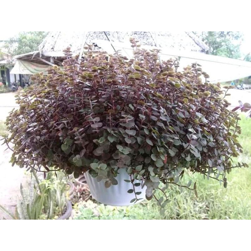 keribo  daun coklat
