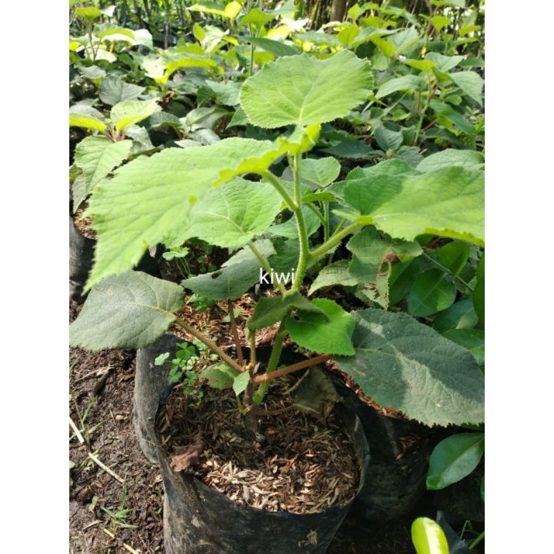 bibit kiwi