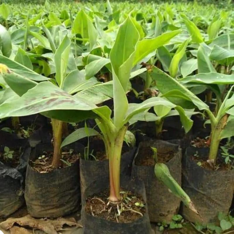 bibit pisang cavendish murah
