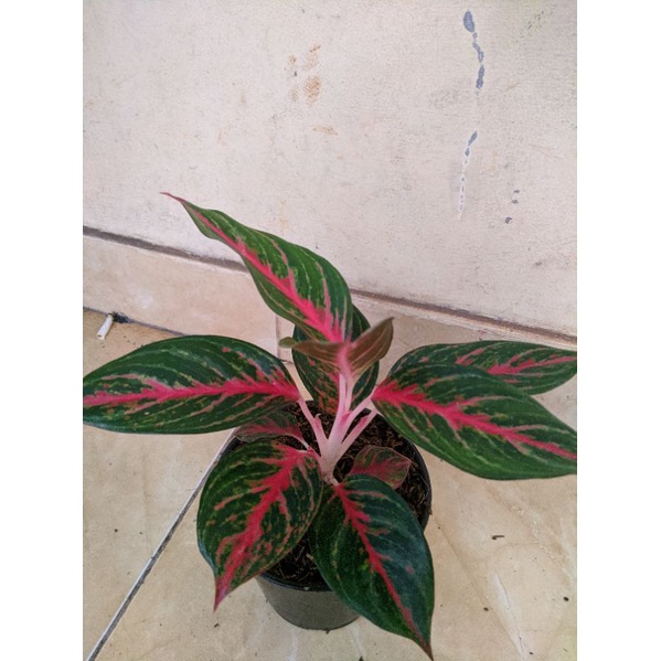 Aglonema Red Borju