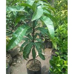 Bibit Mangga Kinabalu