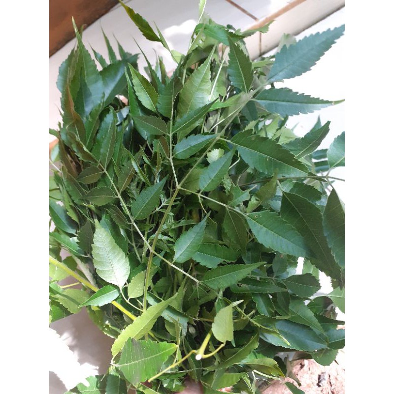 daun mindi mimba segar 200gr