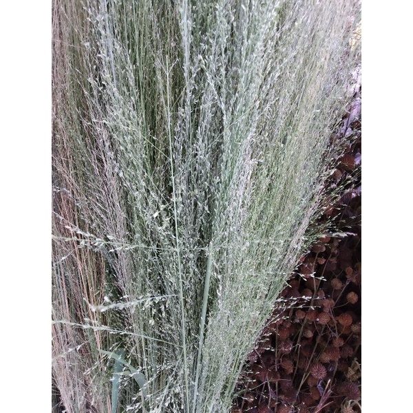 dried flower (bunga kering)
