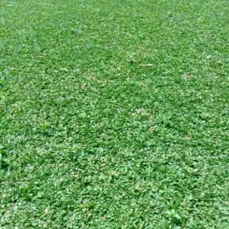 Rumput gajah mini