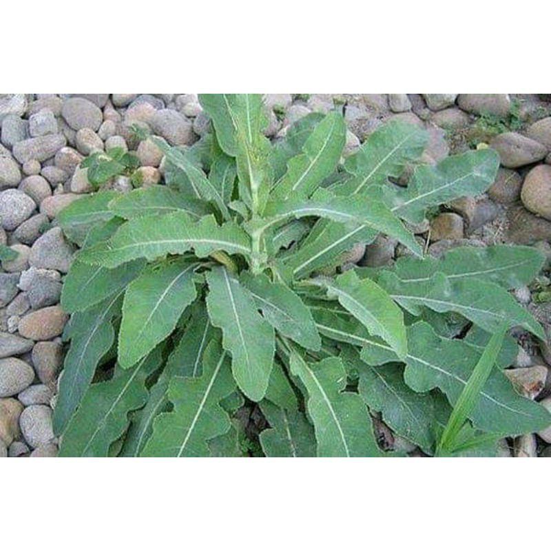 Daun tempuyung segar 200gram