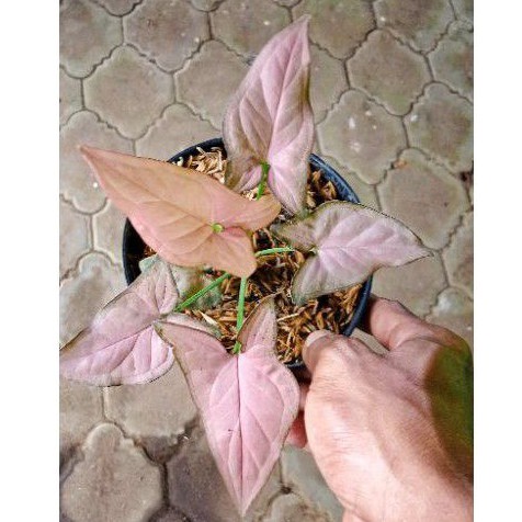 SINGONIUM PINK DEWASA
