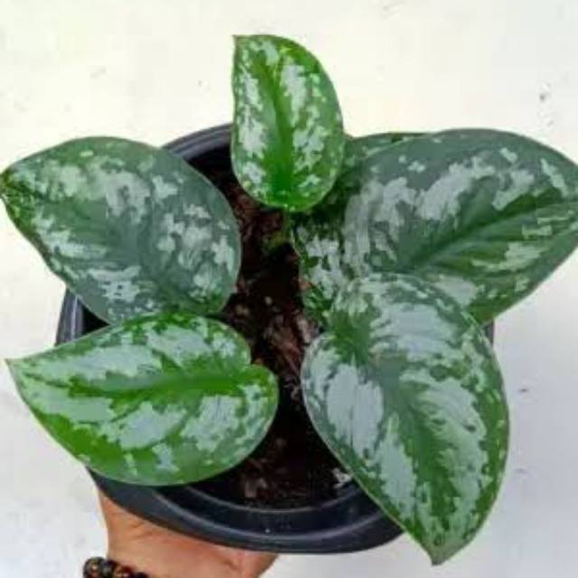 Scindaptus Pictus