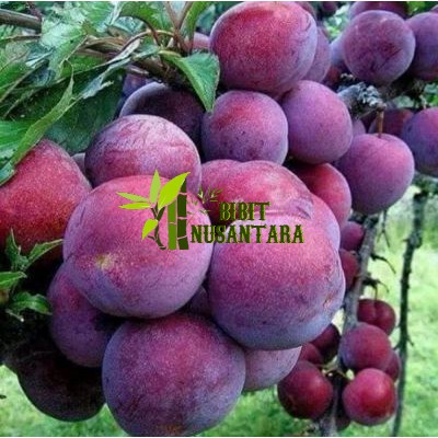bibit tanaman plum aussie super ORIGINAL